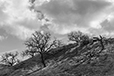 Trees on Slope